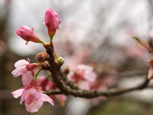 桜