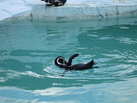 ペンギン