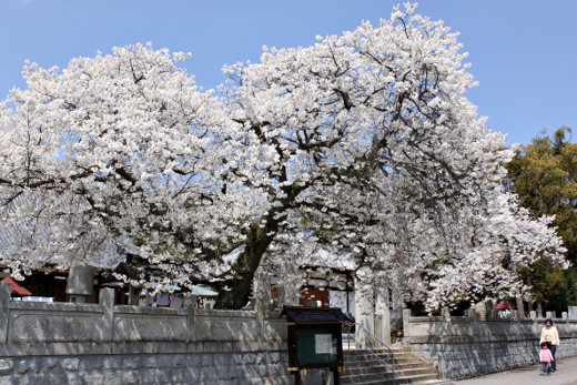 国分寺の桜